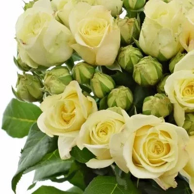 Bílá růže trsová WHITE ASHLEY 60cm/1+
