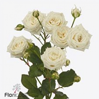 Bílá růže trsová WHITE BALLOONS+ 80cm/5+