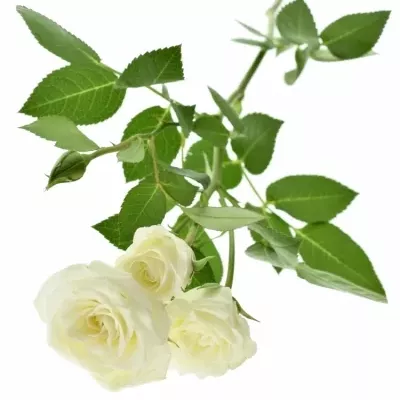 Bílá růže VIVIANE 50cm/4+