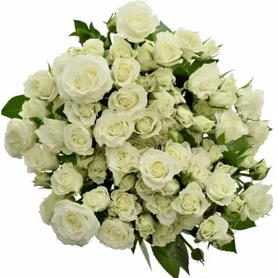 Bílá růže VIVIANE 50cm/4+