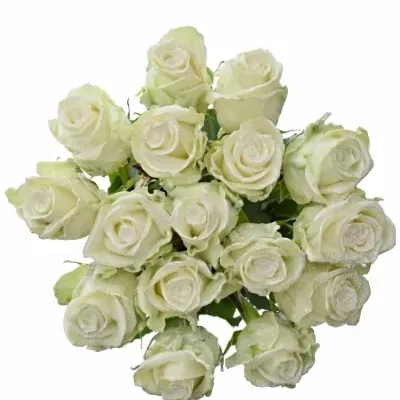 Bílá růže WAX BLING WHITE 70cm (XL)
