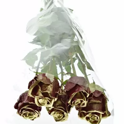 Bílá růže WAX BORDEAUX GOLD 70cm