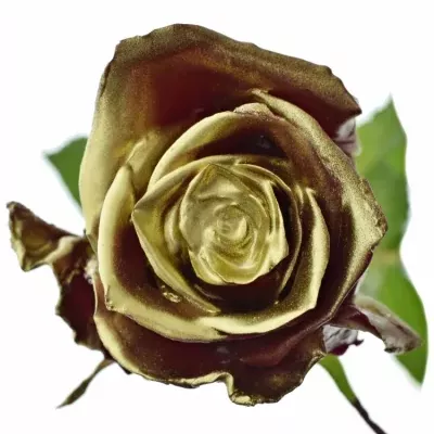 Bílá růže WAX BORDEAUX GOLD 70cm