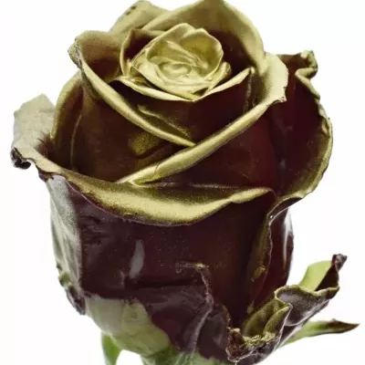 Bílá růže WAX BORDEAUX GOLD 70cm (XL)
