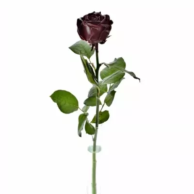 Bílá růže WAX DARK RED 70cm