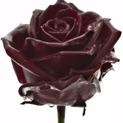 Speciální růže WAX DARK RED 60cm (L)