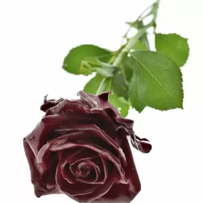Bílá růže WAX DARK RED 70cm