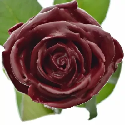 Bílá růže WAX DARK RED 70cm