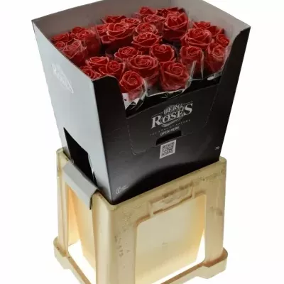 Bílá růže WAX RED 70cm