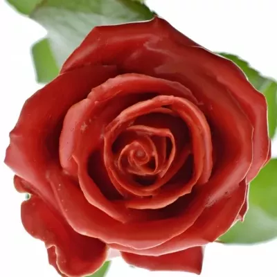 Bílá růže WAX RED 70cm