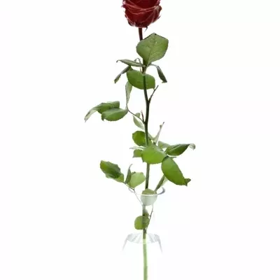 Bílá růže WAX RED 70cm