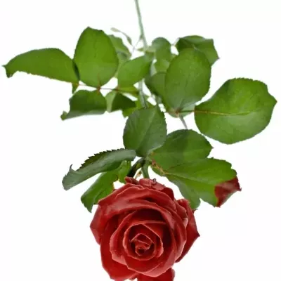 Bílá růže WAX RED 70cm