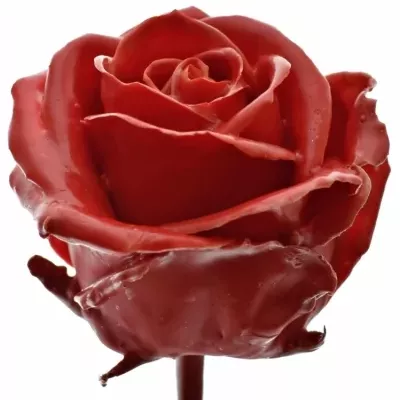 Speciální růže WAX RED 60cm (L)
