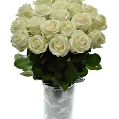 Bílá růže WAX WHITE 70cm