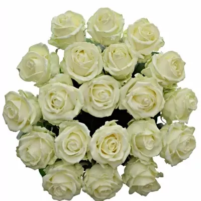 Bílá růže WAX WHITE 70cm