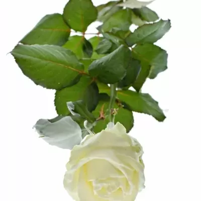 Bílá růže WAX WHITE 70cm
