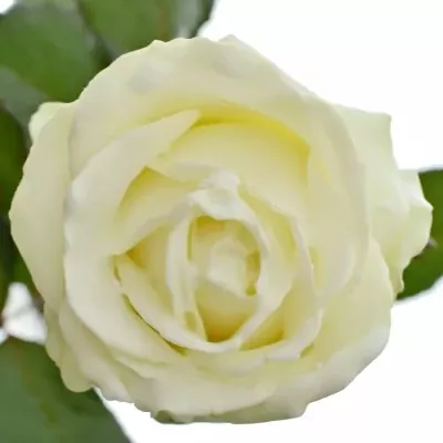 Bílá růže WAX WHITE 70cm