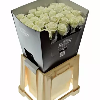 Bílá růže WAX WHITE 70cm