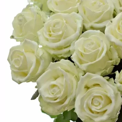 Bílá růže WAX WHITE 70cm