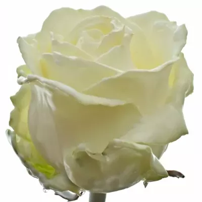 Bílá růže WAX WHITE 70cm