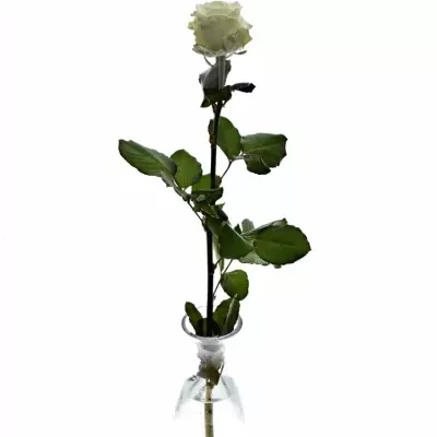 Bílá růže WAX WHITE 70cm