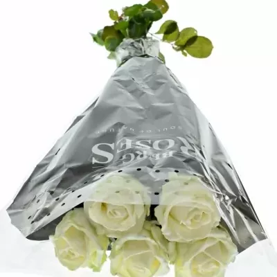 Bílá růže WAX WHITE 70cm