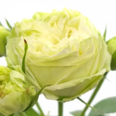 Bílá růže WEDDING PIANO 30cm/1+ (M)