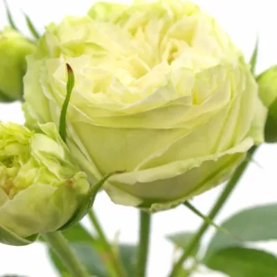 Bílá růže WEDDING PIANO 35cm/4+