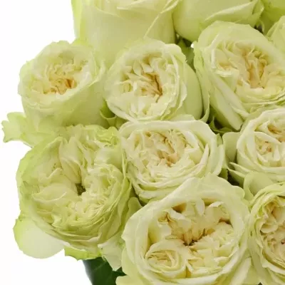 Bílá růže WHITE KAHALA 50cm (L)
