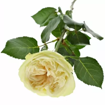 Bílá růže WHITE KAHALA 50cm (L)