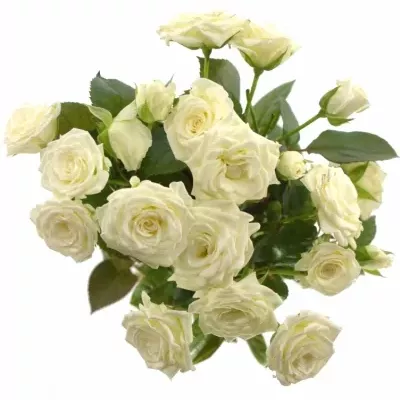 Bílá růže WHITE LADY 