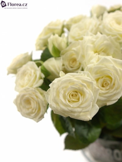 Bílá růže WHITE LYDIA 30cm/2+
