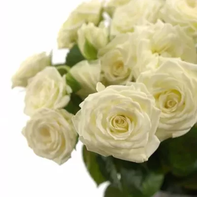 Bílá růže WHITE LADY 