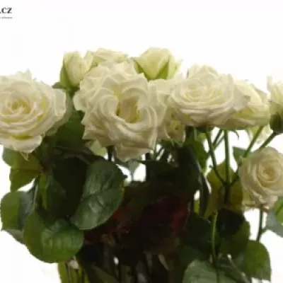 Bílá růže WHITE LADY 