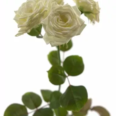 Bílá růže WHITE LADY 