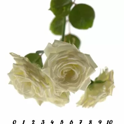 Bílá růže WHITE LADY 