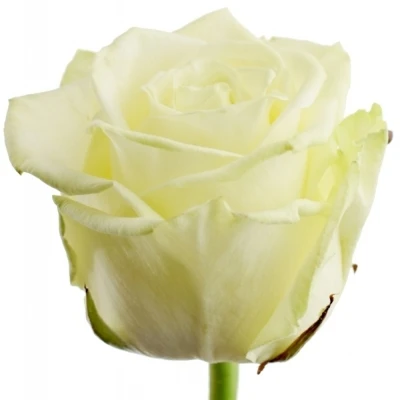 Bílá růže WHITE NAOMI! 60cm (XXL)