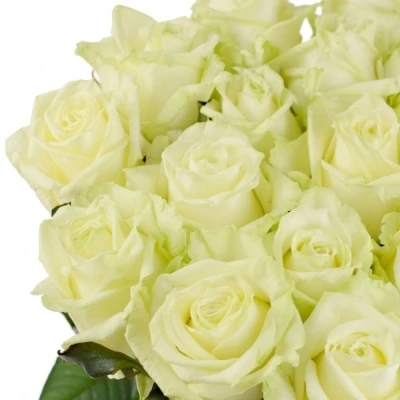 Bílá růže WHITE NAOMI!