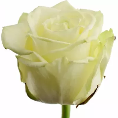Bílá růže WHITE NAOMI! 50cm (XL)