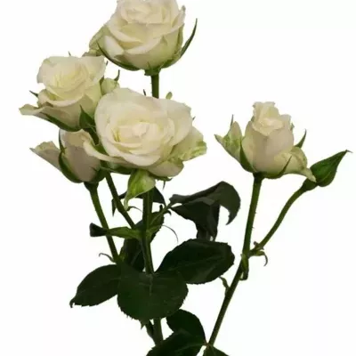 Bílá růže WHITE RAIN 50cm/3+