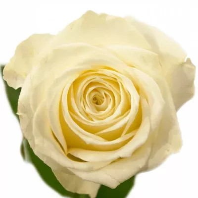Bílá růže WHITE SODA+ 55cm