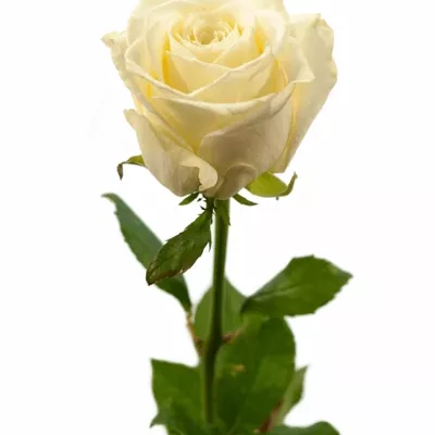 Bílá růže WHITE SODA+ 55cm