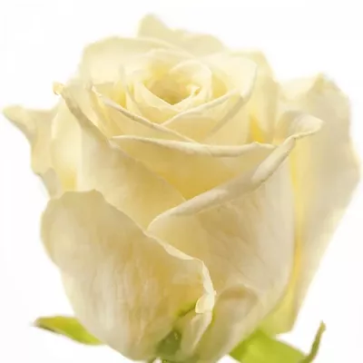 Bílá růže WHITE SODA+ 70cm (XL)