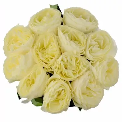 Bílá růže WHITE VUVUZELA
