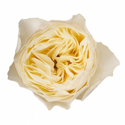 Bílá růže WHITE VUVUZELA 60cm (L)