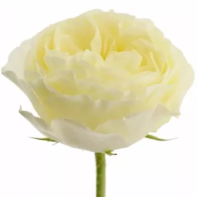 Bílá růže WHITE VUVUZELA 40cm (L)