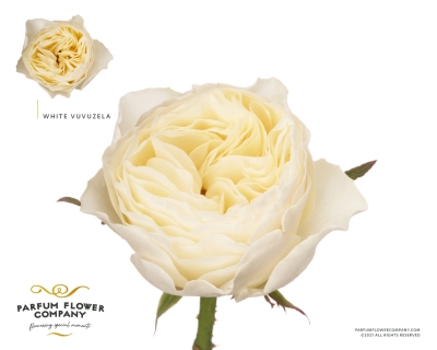 Biela ruže WHITE VUVUZELA