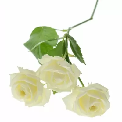 Bílá trsová růže WHITE BUBBLES 50cm/3+ (S)