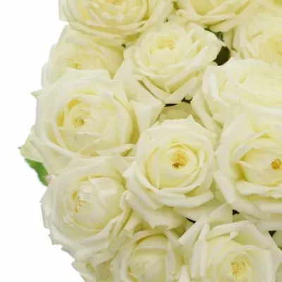 Bílá trsová růže WHITE BUBBLES 50cm/3+
