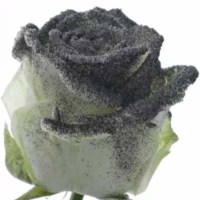 Bíločerná růže GLITTER BLACK 60cm (M)